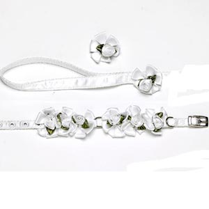 embellished dog collar perfect for a Wedding