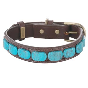turquoise puppy collar