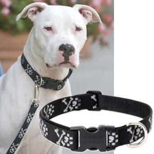 Lupine big dog  adjustable collars, martingale style greyihound combo collars, harnesses & leashes