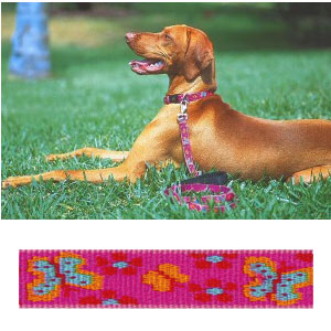 lupine dog collars harnesses