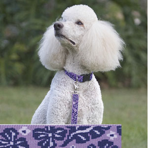 Lupine big dog  adjustable collars, martingale style greyihound combo collars, harnesses & leashes