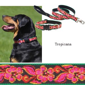 big dog collars: Lupine 1