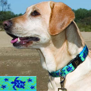 big dog collars: Lupine 1