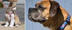 collars for small, medium and large dogs