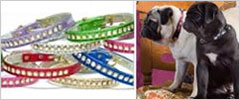 tons of small dog collars to choose from