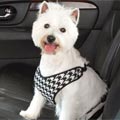 protective car seat covers, hammocks and car seats for dogs